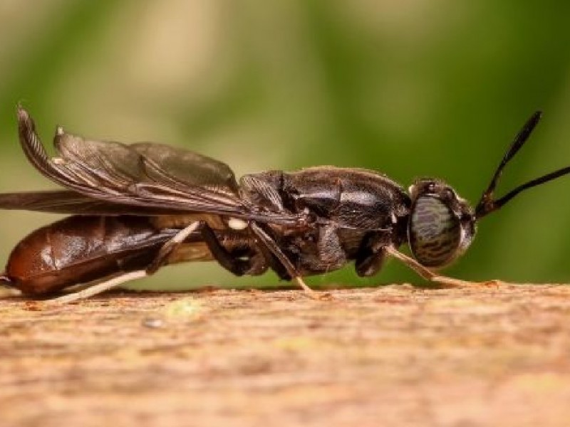 Black soldier fly larvae farming: is insect protein the revolution the food industry needs?