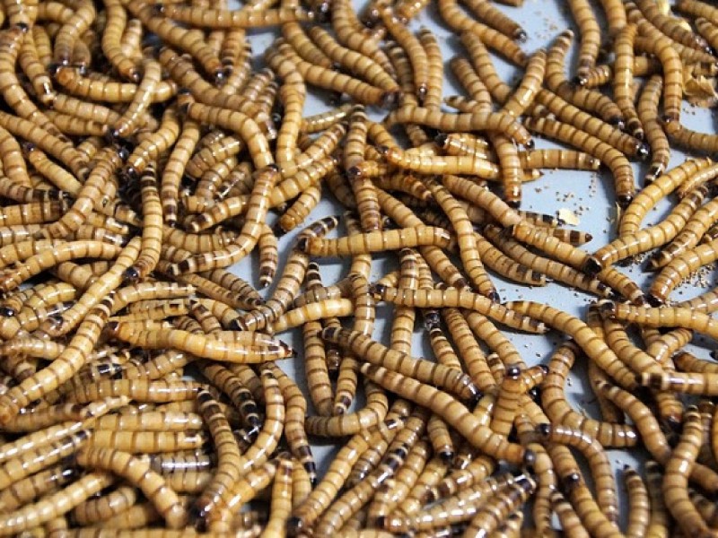 Insect-based protein for animal feed? A sustainable alternative for livestock and pets